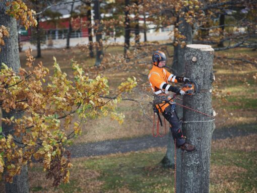 HUSQVARNA_550i_XP_Akku-Kettensaege