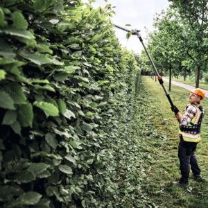 STIHL HLA 150 B Taille-haie sur perche à batterie