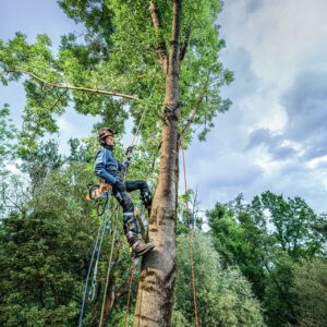 STIHL MSA 240 TC-O tronçonneuse à batterie