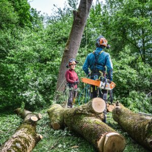 STIHL MSA 240 TC-O tronçonneuse à batterie