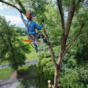 STIHL MSA 240 TC-O tronçonneuse à batterie